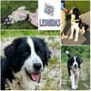 LEONIDAS * Kuschelbär sucht s. Menschen