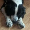 LEONIDAS * Kuschelbär sucht s. Menschen