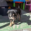 Snoopy - ein richtig kleines Wunder