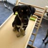 Snoopy - ein richtig kleines Wunder