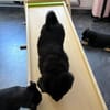 Snoopy - ein richtig kleines Wunder