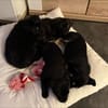 Snoopy - ein richtig kleines Wunder