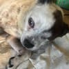 Viktor, kleiner Senior sucht Körbchen