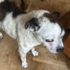 Viktor, kleiner Senior sucht Körbchen