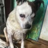 Viktor, kleiner Senior sucht Körbchen