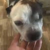Viktor, kleiner Senior sucht Körbchen