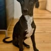 Susi  Lieblingsmenschen gesucht!
