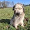 Camillo wartet auf seine Chance