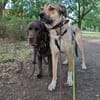 tolle Tierschutzhündin Nena in Leipzig