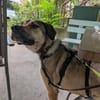 tolle Tierschutzhündin Nena in Leipzig