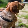 Skipper auf Pflegestelle