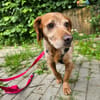 Skipper auf Pflegestelle