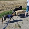 Sunny, menschenbezogen, sehr sozial
