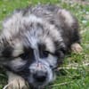 Mogli sucht ein Zuhause