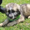 Mogli sucht ein Zuhause
