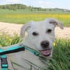 Steven auf Pflegestelle in Bayern