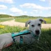 Steven auf Pflegestelle in Bayern