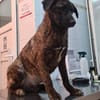 Cristi, netter Welpe sucht Familie