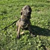 Cristi, netter Welpe sucht Familie