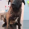 Cristi, netter Welpe sucht Familie