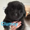 Clumsy - ein richtiges kleines Wunder