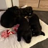 Clumsy - ein richtiges kleines Wunder