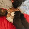 Clumsy - ein richtiges kleines Wunder