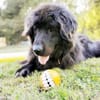 Simba, sensibler Herdenschützer