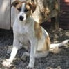 Albush, Junghund sucht neues Zuhause