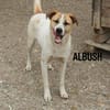Albush, Junghund sucht neues Zuhause
