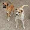 Albush, Junghund sucht neues Zuhause