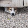 Albush, Junghund sucht neues Zuhause