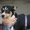 Katy - Zuhause gesucht