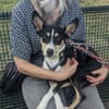 Katy - Zuhause gesucht