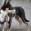 Katy - Zuhause gesucht
