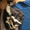 Katy - Zuhause gesucht