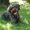 LA-CODY- dufte Typ sucht ruhiges Zuhause