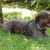 LA-CODY- dufte Typ sucht ruhiges Zuhause