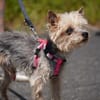 Bobi sucht ein neues Zuhause