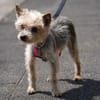 Bobi sucht ein neues Zuhause