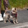 Bobi sucht ein neues Zuhause