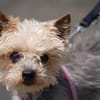 Bobi sucht ein neues Zuhause