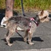 Bobi sucht ein neues Zuhause