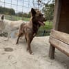 Wunderschöne PHILIPPA 🐾❤ 3 Jahre
