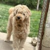 Nelson Bezaubernder TollerDoodle