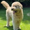 Nelson Bezaubernder TollerDoodle