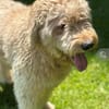 Nelson Bezaubernder TollerDoodle