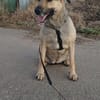 Lieber Schäfi-Mix SHANTY sucht Zuhause