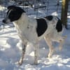 schüchterner,kastrierter Blanco in Hesse