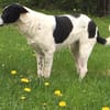 schüchterner,kastrierter Blanco in Hesse